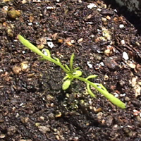 �J���~�[��